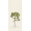 Papier peint panoramique Arbustes Naturel Isidore Leroy 150x330 cm - 3 lés - Partie B 6248302 - Mimosa