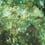 Vert de Gris Wallpaper Jean Paul Gaultier Jade 3305-01
