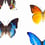Papillon Wallpaper Curious Collections Multicolore CC_MLE_10220