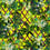 Tela Canopy Christian Lacroix Lime FCL2276/03
