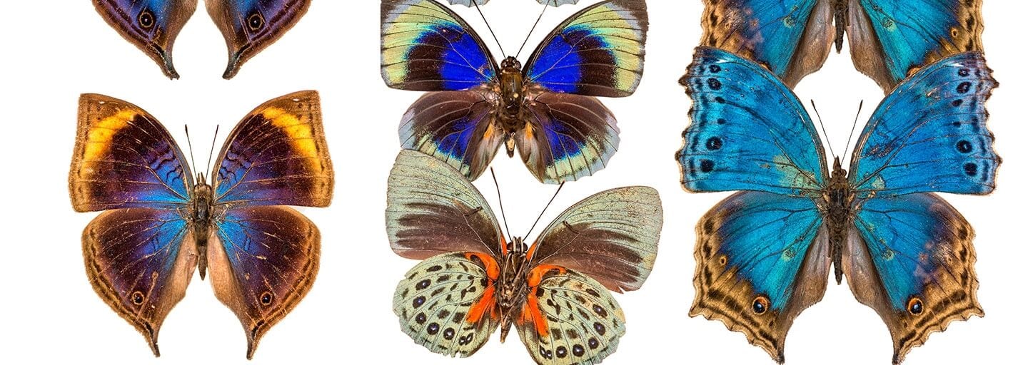 Curious Collections - Collection Butterflies Mix